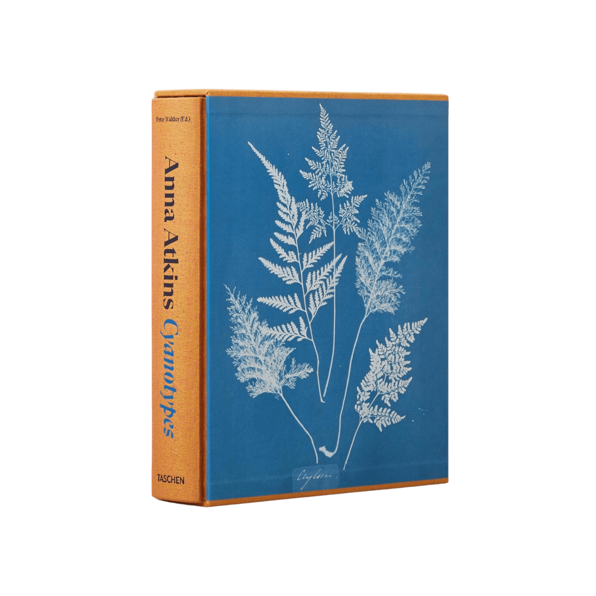 Anna Atkins Cyanotypes