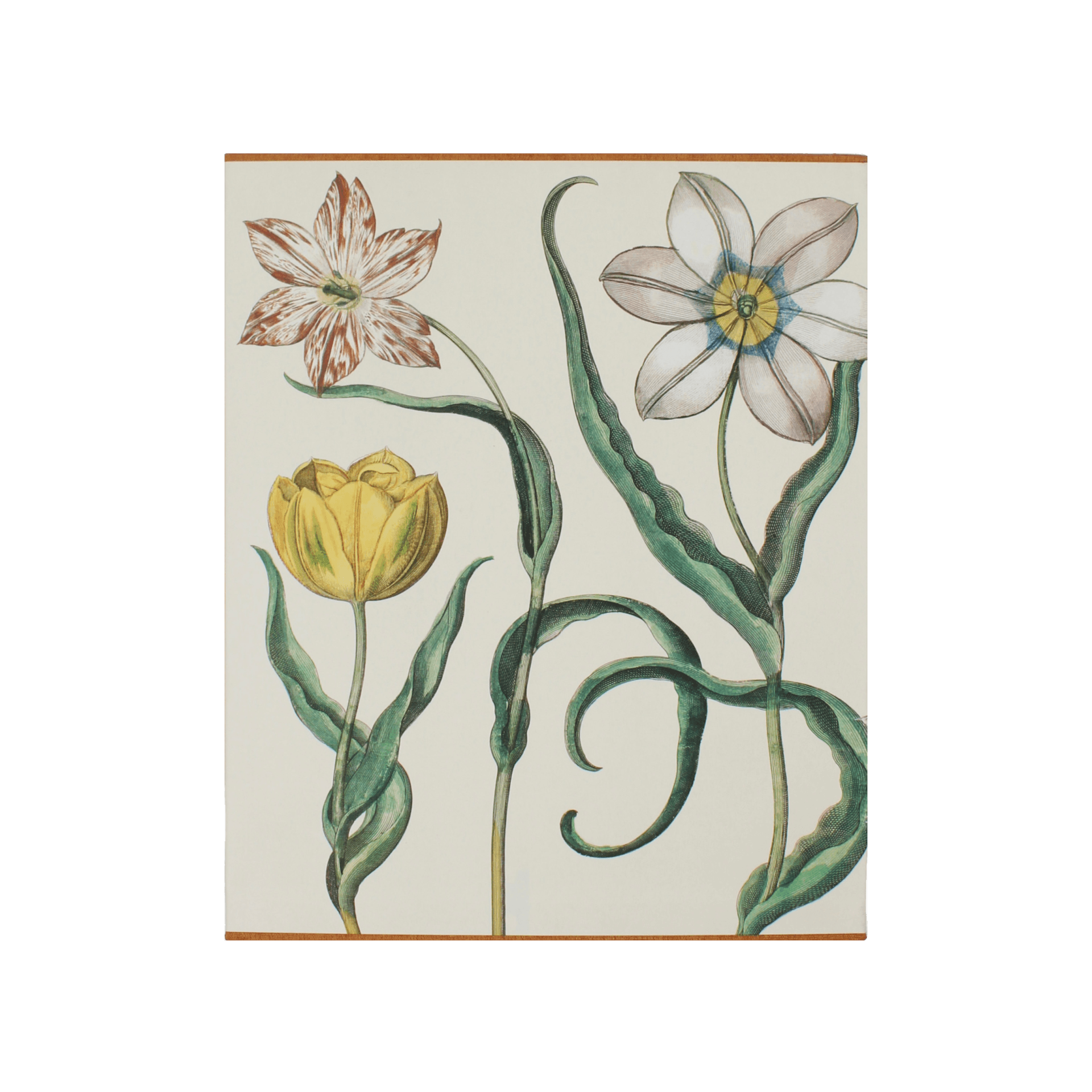 Boxed Basilius Besler The Garden First Edition
