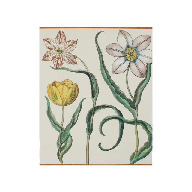 BOXED BASILIUS BESLER THE GARDEN FIRST EDITION